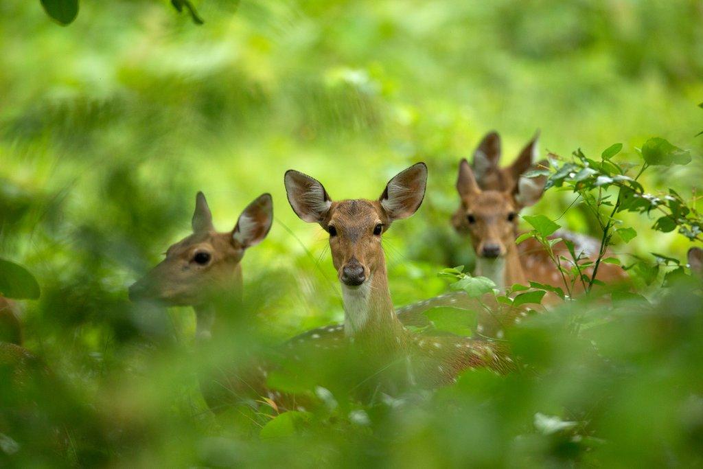 Barnawapara Wildlife Sanctuary
